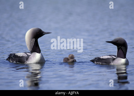 Loons pacifico e pulcini in stagno Alaska estate Foto Stock