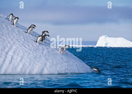 Gruppo di Adelie Pinguini camminare in discesa su iceberg di tuffarsi in oceano Antartico estate Foto Stock