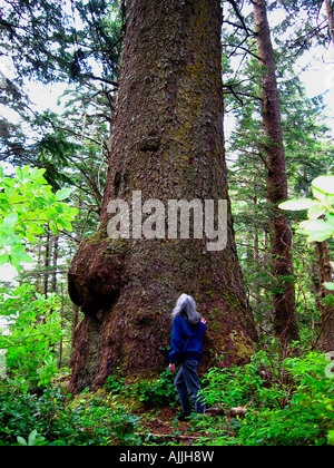 Un gigante 700-anno vecchio albero di abete sulla costa ovest Foto Stock