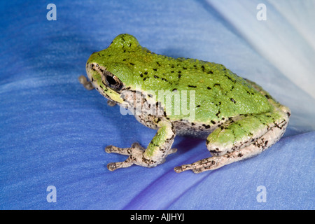 Gray treefrog poggiante su un blu, gloria di mattina blossom Foto Stock