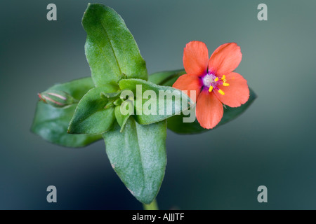 Scarlet Pimpernel Anagallis arvense fiore con bella fuori fuoco sfondo Potton Bedfordshire Foto Stock