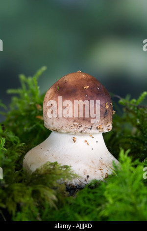 Giovani Parasol fungo Lepiota procera crescendo attraverso moss Gamlingay legno Cambridgeshire Foto Stock