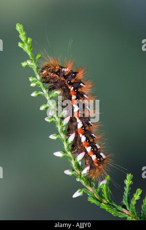 Nodo erba Acronicta rumicis larve alimentazione su Heather con bella fuori fuoco PottonBedfordshire sfondo Foto Stock