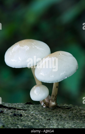 Fungo di porcellana Oudemansiella mucida cresce in faggio con bella fuori fuoco Ashridge sfondo Foto Stock