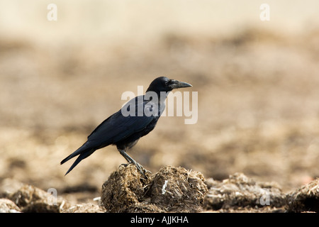 Carrion crow Corvus corone su muck heap con bella fuori fuoco sfondo Ashwell hertfordshire Foto Stock
