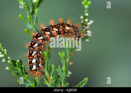 Nodo erba Acronicta rumicis larve alimentazione su heather Potton Bedfordshire Foto Stock