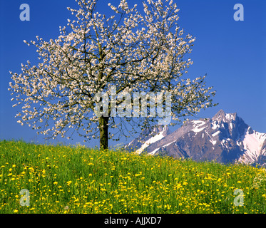 CH - Lucerna: fiori di ciliegio e Pilatus Mountain Foto Stock