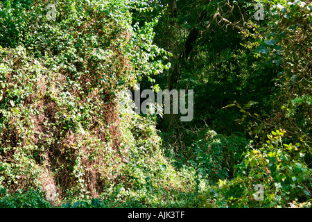 Una foresta terra coperta da una folta vegetazione, Kerala, India Foto Stock