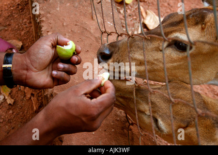 Cervi di raggiungere le loro teste fuori del recinto bar in uno zoo per un morso della gustosa frutta, Kochi, Kerala, India Foto Stock
