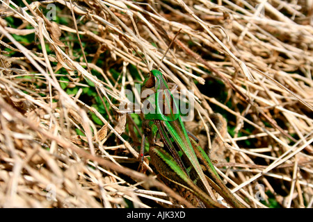 Un grasshopper arroccato su ramoscelli Foto Stock