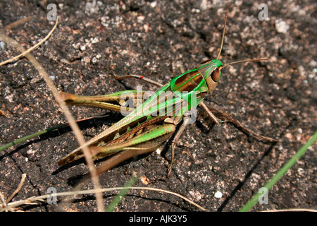 Una bella Cavalletta verde su uno sfondo nero, Kerala, India Foto Stock