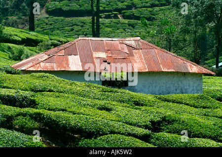 Un piccolo rifugio e storage area in mezzo alla piantagione in una piantagione di tè, Munnar Kerala, India Foto Stock