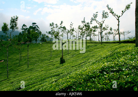 Diversi file di alberi nel mezzo di una piantagione di tè in Munnar Kerala, India Foto Stock