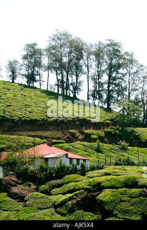 Una piccola e bella casa in una piantagione di tè, Munnar Kerala Foto Stock