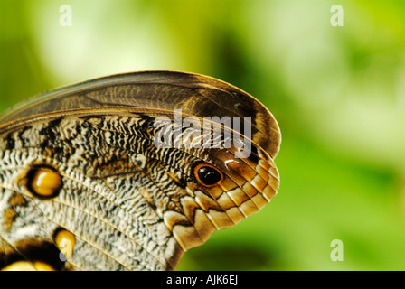 Ala di farfalla civetta Caligo specie Caligo eurilochus a Mindo, Ecuador Foto Stock