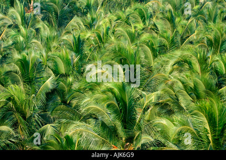 Un abbondante crescita di palme di cocco in Kerala, India Foto Stock