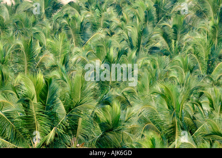 Una crescita rigogliosa di palme da cocco che forma una visione comune nelle regioni tropicali Foto Stock