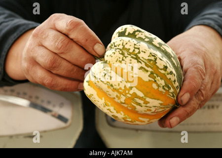 Close-up di ortolano tenendo un organico acorn squash, appoggiata su un vecchio stile bilance di pesatura Foto Stock