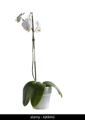 Orchid Phalaenopsis sp Foto Stock