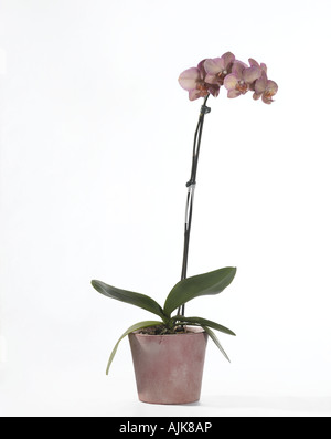 Orchid Phalaenopsis sp Foto Stock