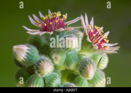 Un Galline-e-Pulcini macrophotograph in Fiore e boccioli. Macrophotographie d'une joubarbe des allasua en fleurs et en boutons. Foto Stock