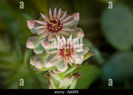 Un Galline-e-Pulcini macrophotograph in Fiore e boccioli. Macrophotographie d'une joubarbe des allasua en fleurs et en boutons. Foto Stock