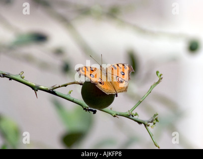 Peacock pansy butterfly (preciso almana) Foto Stock