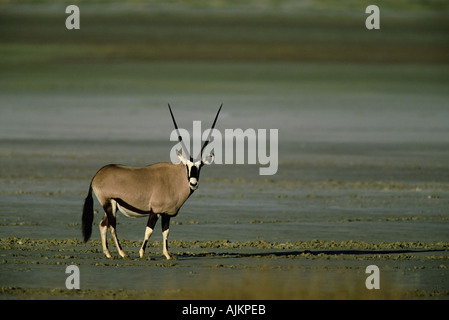 Gemsbok sull'Etosha pan Foto Stock