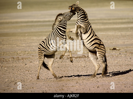 Due Burchell's zebre combattimenti Foto Stock