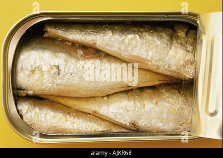 Close-up di sardine in un stagno Foto Stock