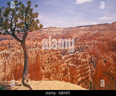 Bryce Canyon National Park nello Utah Stati Uniti d'America Foto Stock