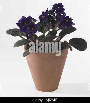 African Violet Saintpaulia sp Foto Stock