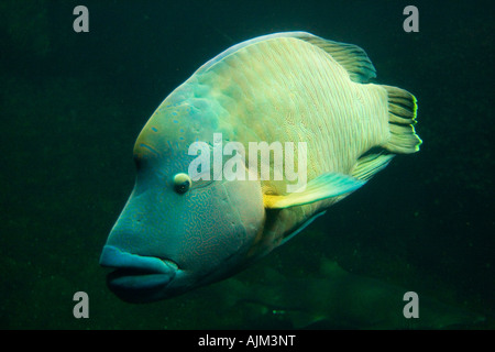 Un pesce napoleone pesce noto anche come o humphead Maori wrasse che è altamente specie in via di estinzione catturati per le sue labbra e gli occhi Foto Stock