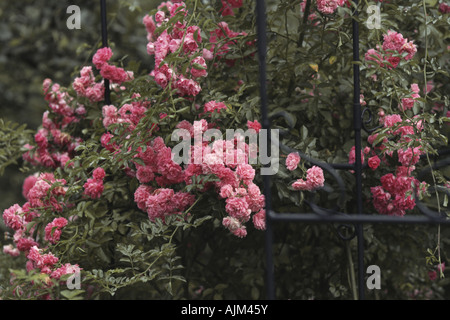 Rose ornamentali (Rosa 'Dorothy Perkins', Rosa Dorothy Perkins), fioritura Foto Stock