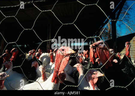 La Turchia allevamento sparso Bucks UK Winter Foto Stock
