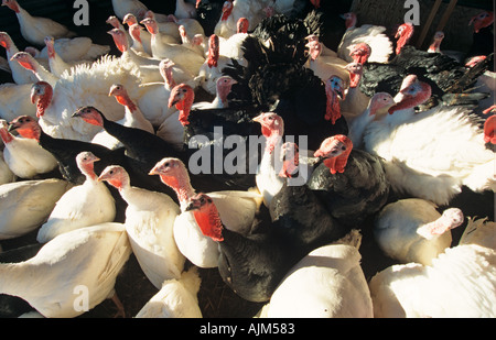 La Turchia allevamento sparso Bucks UK Winter Foto Stock