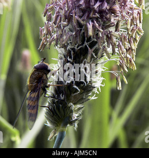 Hoverfly su una rigogliosa carici, Norvegia, Troms, Tromsoe Foto Stock