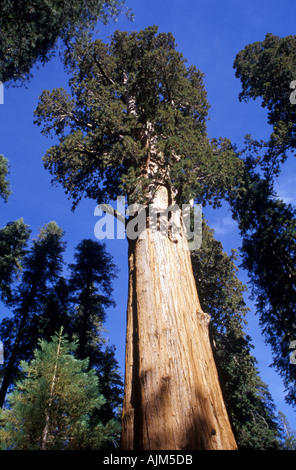 General Sherman Tree, l'albero più grande del mondo a Giant Sequoia (Sequoiadendron giganteum) nel Sequoia National Park nella contea di Tulare, California Foto Stock