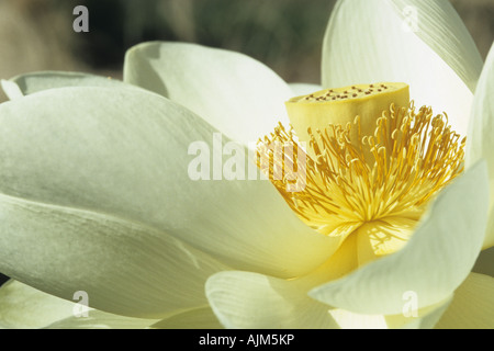 East Indian lotus (Nelumbo nucifera), fiore, macro shot Foto Stock