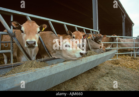 Vitelli Jersey in un caseificio Hertfordshire Foto Stock