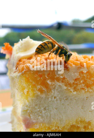 Wasp comune (Vespula vulgaris), sulla fetta di torta, Germania Foto Stock