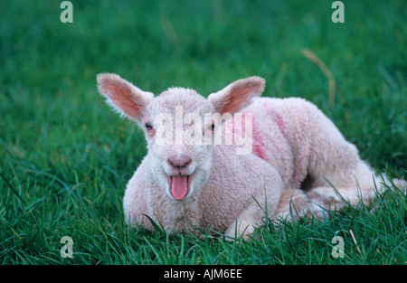 Agnello che sanguina in primavera Foto Stock