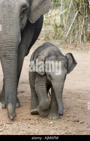 L'elefante indiano (Elephas maximus indicus, Elephas maximus bengalensis), madre con bambino, India, Bandhavgarh National Park Foto Stock