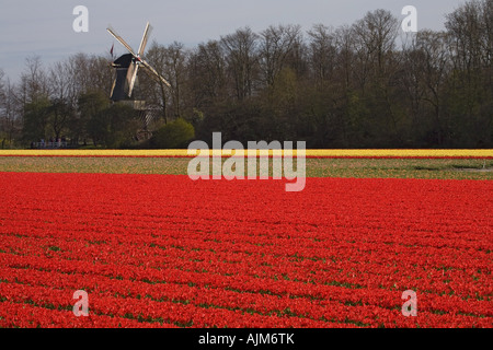 Giardino in comune tulip (Tulipa gesneriana), campi di tulipani e mulino a vento a Keukenhof, Paesi Bassi, Lisse Foto Stock