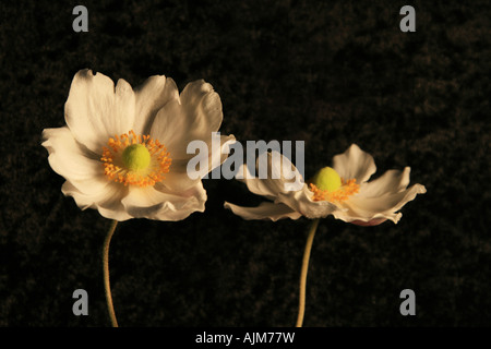 Anemone giapponese (Anemone japonica) Foto Stock