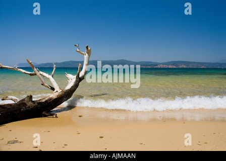 Driftwood sulla spiaggia di Mandrachi costa nord di Skiathos le Sporadi Grecia mediterraneo Foto Stock