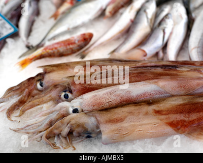 Sicilia Italia Mercato del Pesce a Porticello di calamari calamari Foto Stock