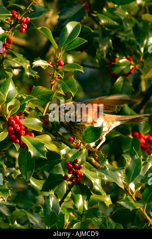 Redwing Turdus iliacus alimentazione su holly bacche Shropshire England Regno Unito Regno Unito GB Gran Bretagna Isole britanniche in Europa Foto Stock