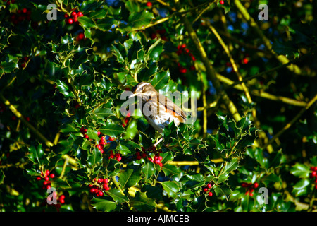 Alimentazione Redwing su holly bacche Turdus Iliacus Shropshire England Regno Unito Regno Unito GB Gran Bretagna Isole britanniche in Europa Foto Stock