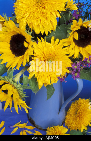 Smalto francese brocca di Helianthus annus single e double girasoli Foto Stock